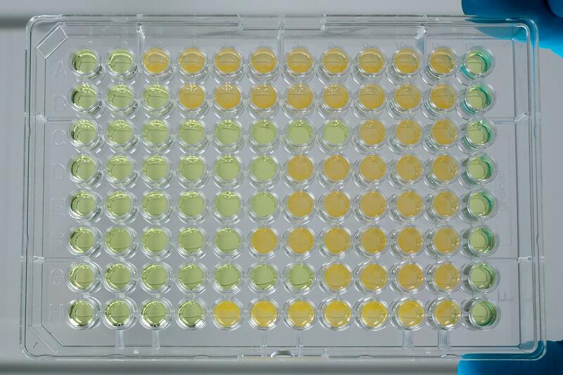 96 well plate showing minimal inhibitory concentration testing results