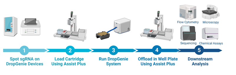 Schematic representation of the DropGenie workflow for low volume primary cell tansfection representing the machines used for each step above a timeline going from spotting sgRNA on DropGenie devices, loading cartiges using the ASSIST PLUS, running the DropGenie system, offloading in well plate using ASSIST PLUS and downstream analysis.