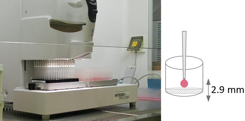 Figure 2: HepG2 seeding on a 96 well plate containing BIOMIMESYS Hepatocyte hydrogels using a 96 channel head on the VIAFLO 96/384