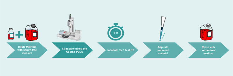Step-by-step schematic illustrating the Matrigel thin coating workflow for preparing cell culture plates.