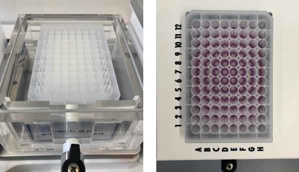 Figure 2: Vacuum manifold set-up for steps 1 to 4. Insert the MTP/Multi-96 Plate spacer, waste container and NucleoSpin Binding Plate (white rings, left) in the manifold. Place the manifold lid on top of the manifold base, and then place the NucleoSpin Plasmid Filter Plate (violet rings, right) on top of the manifold.