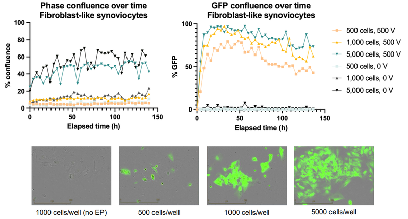 Time course and images of GFP mRNA delivery into adherent FLS at varying input cell numbers