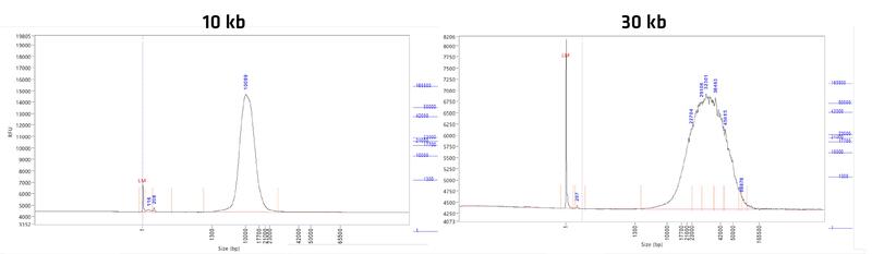 After shearing HMW DNA using the Megaruptor, products were visualized using Femto Pulse. The trace of a 10 kb sheared DNA sample peaking at 10,090 bp is shown on the left, with the trace of 30 kb sheared DNA sample peaking at 32,301 bp on the right.