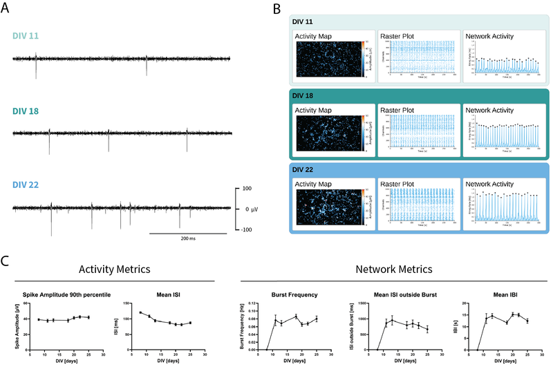 Developmental progression of neuronal activity in human iPSC-derived glutamatergic neuron-astrocyte co-cultures recorded on a MaxTwo HD-MEA 24-Well Plate, displaying activity development and network maturation over time.
