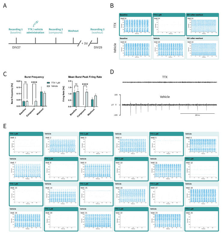 Recording of neuronal network responses to TTX on MaxTwo 24-Well Plates using the VIAFLO 96, demonstrating precise monitoring of pharmacological modulation in human iPSC-derived neuron-astrocyte co-cultures.