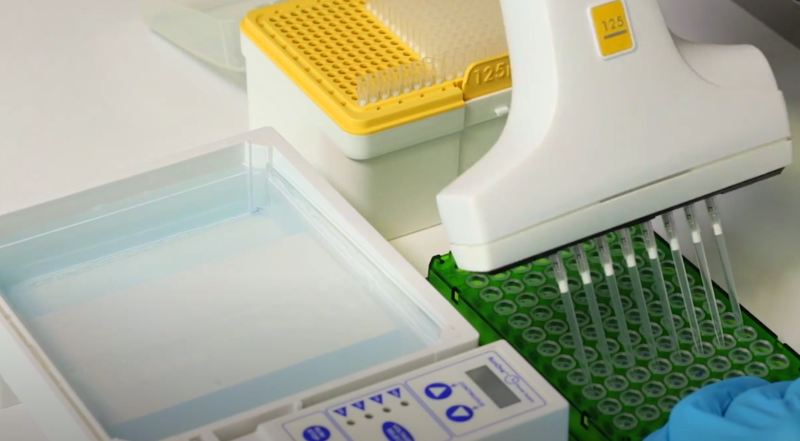 PCR product transfer into the agarose gel.