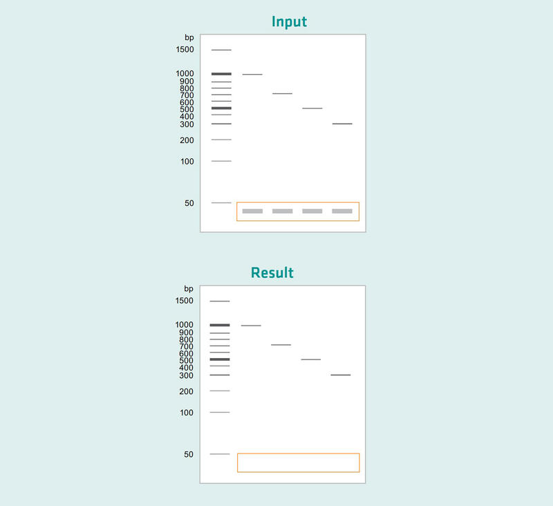 Illustration of the PCR purification principle, with different sized amplicons and primer dimer removal.