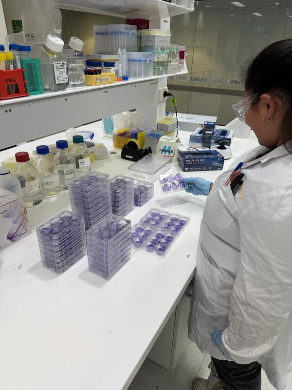 A University of Technology Sydney PhD student at her lab bench counting 6 well plates to assess viral titers.