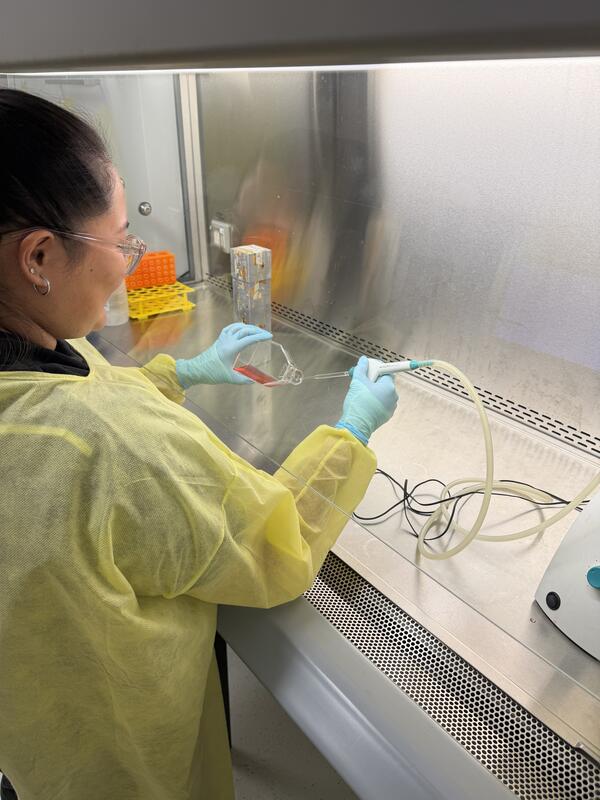 A University of Technology Sydney PhD student using INTEGRA’s VACUBOY and  VACUSAFE aspiration tools to remove media from a culture flask inside a biosafety cabinet.