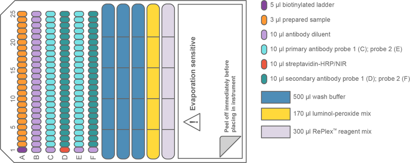 Illustration of how the Simple Western Jess plate is filled with reagents when performing RePlex chemiluminescence analysis of 24 samples.