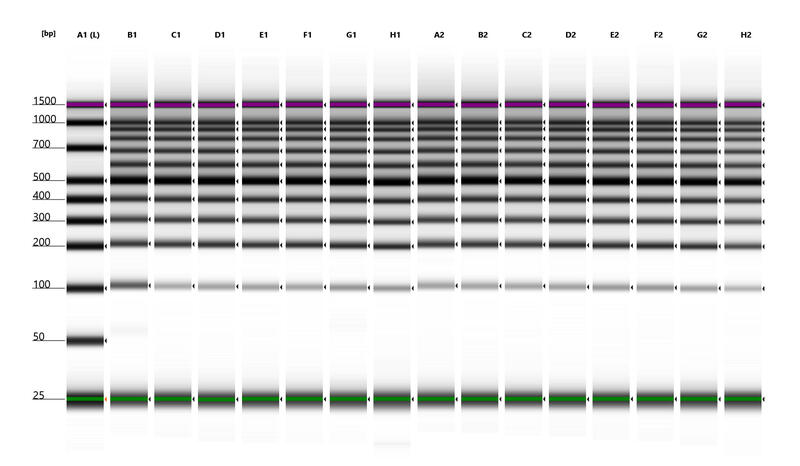 MAGFLO PCR magnetic beads remove primers