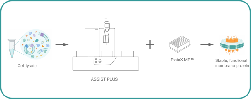 Graphical representation of the membrane protein purification workflow with the ASSIST PLUS pipetting robot and a PlateX MP plate.