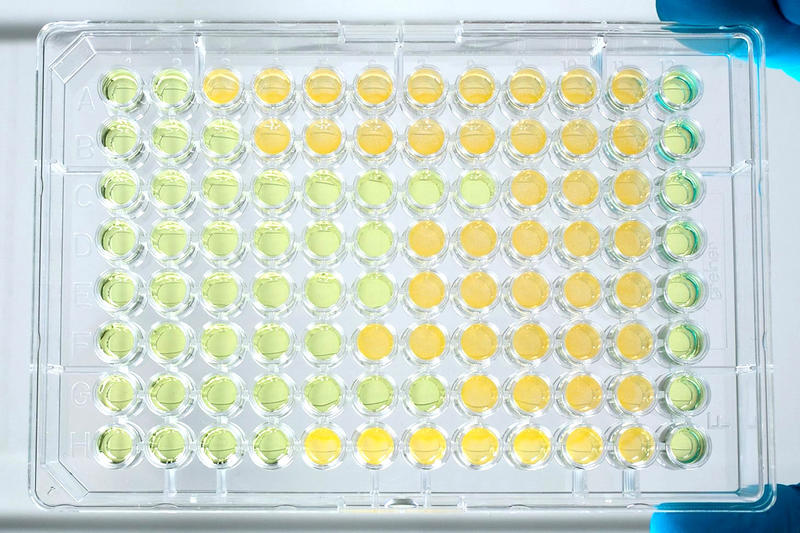 Antimicrobial susceptibility: Minimum inhibitory concentration (MIC) testing results in a 96 well plate