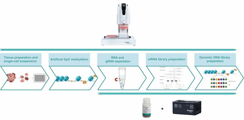 Schematic representation of the scNMT-seq library preparation workflow.