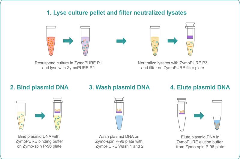 Graphical representation of the step-by-step miniprep protocol.