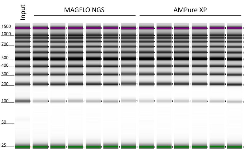 Illustration of fragment analysis results using a 4150 TapeStation showing a gel with 100 bp PCR ladder before (input) and after single-sided DNA size selection using a 1.8x ratio of MAGFLO NGS (left, row A, n=6) or AMPure XP (right, row E, n=6).