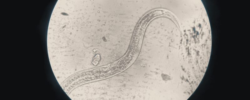 Nematode worm under the microscope
