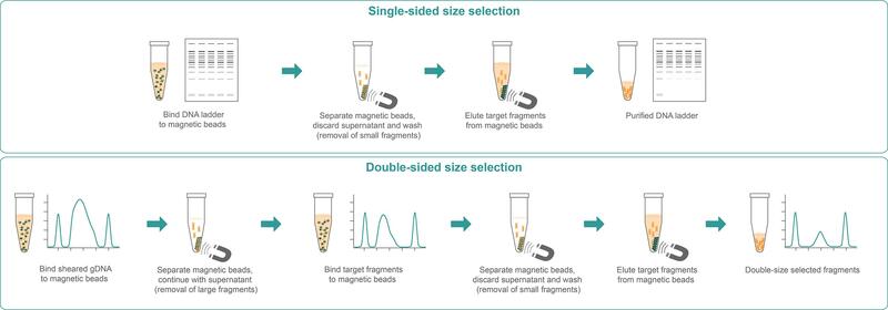 Illustration of a step-by-step procedure of single- and double-sided DNA size selection.