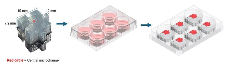 6 well plate with 4 interlocking hydrogel Bio-Blocks. This configuration provides a total culture area equivalent to 24 T-75 flasks.