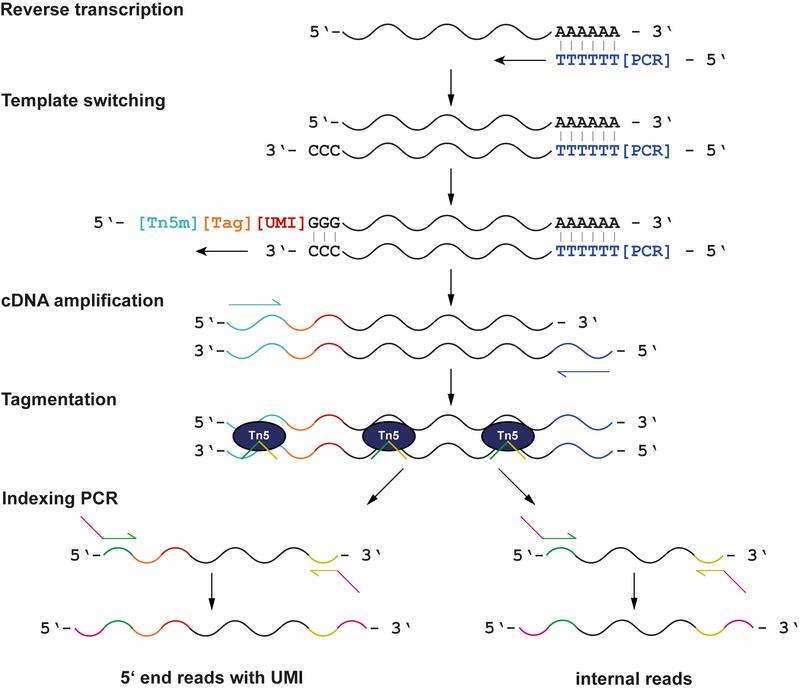 A step-by-step representation of mRNA library preparation using the SMART-seq3 protocol.