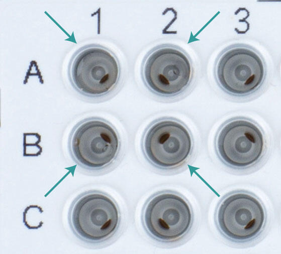 MAGFLO magnetic bead pellet on MAG in PCR plate