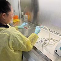 A University of Technology Sydney PhD student using INTEGRA’s VACUBOY and  VACUSAFE aspiration tools to remove media from a culture flask inside a biosafety cabinet.